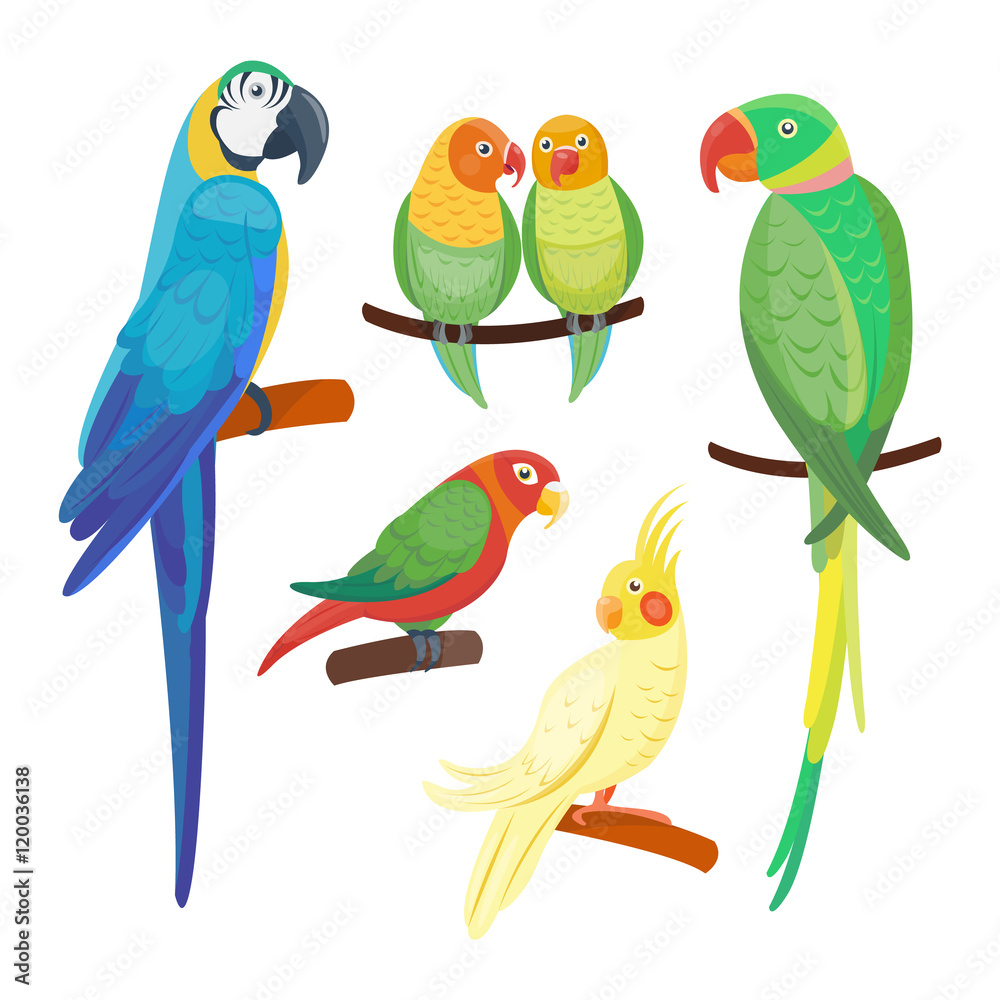 Obraz premium Cartoon parrots set and parrots wild animal birds. Tropical parrots feather zoo birds, tropical fauna macaw flying ara. Various cartoon exotic birds set with parrots vector illustration.