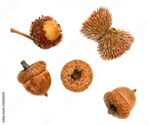 Autumnal acorns isolated on white background