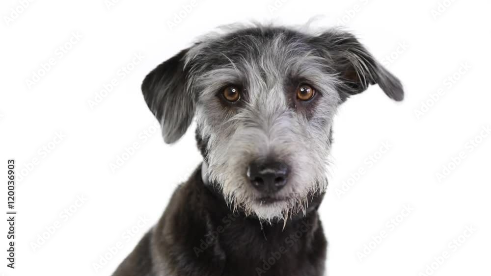 Closeup of Mixed terrier breed dog looking around with concerned expression and eyes shifting around Closeup of Mixed terrier breed dog looking around with concerned expression and eyes shifting around