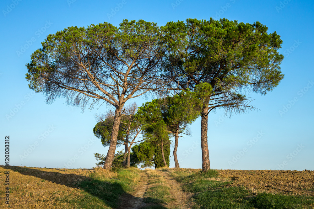 Obraz premium un chemin bordé de pin sur le haut d'une colline