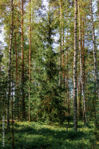 Fir tree in coniferous-deciduous forest