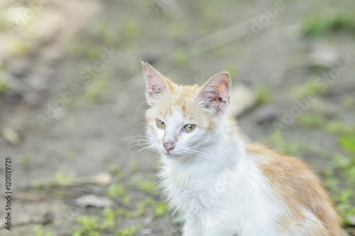 White cat at outdoor. Shallow DOF.