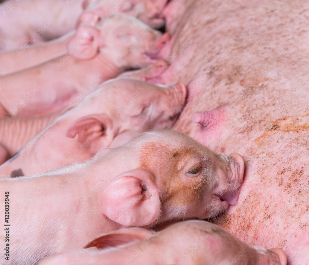 piglets piglets