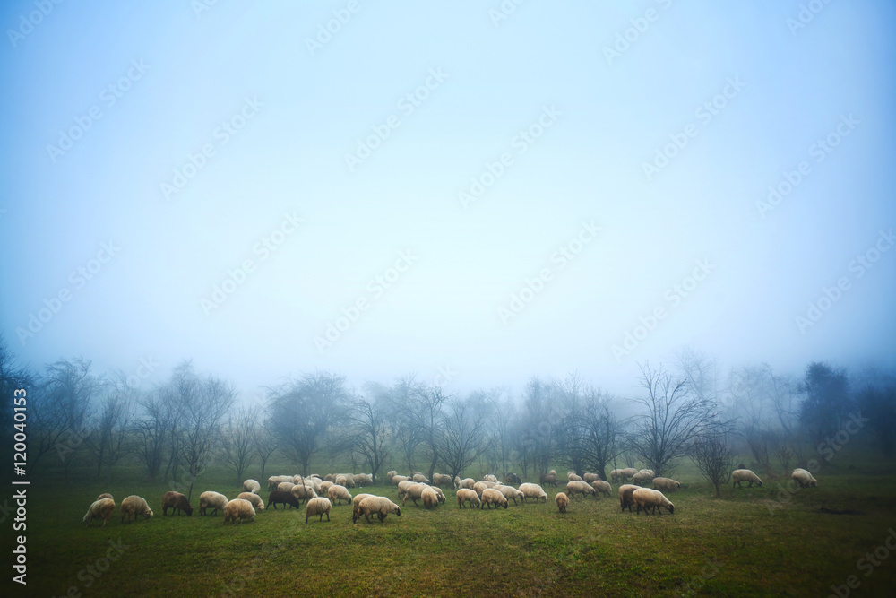 Sheep grazing at dawn