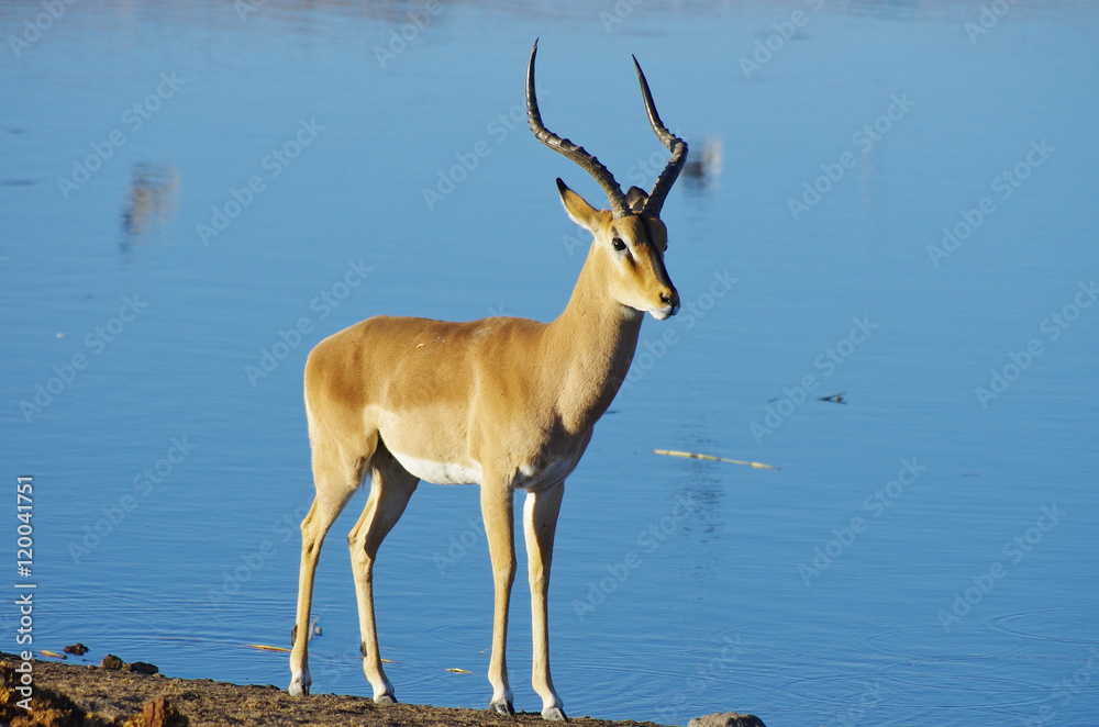 Wild animals of Africa: Gazelles Wild animals of Africa: Gazelles