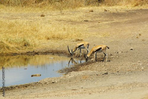 Wild animals of Africa: Gazelles