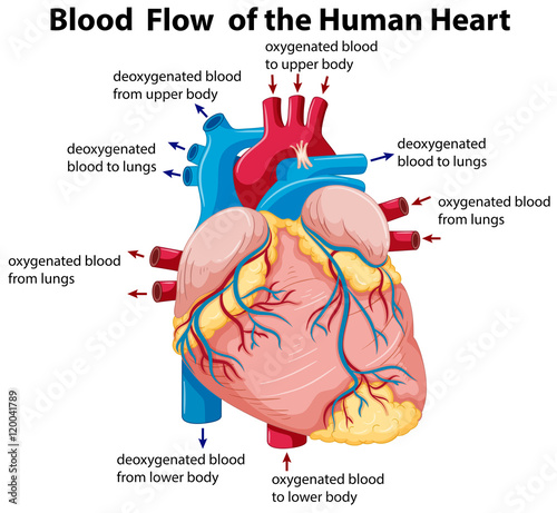 Diagram showing blood flow in human heart