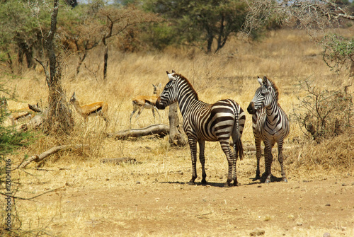 Wild animals of Africa  zebras