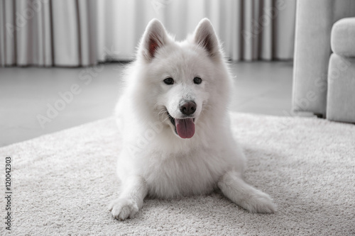 Cute Samoyed dog at home