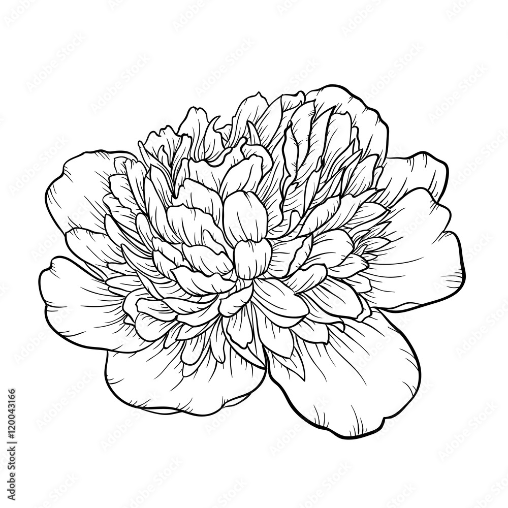black and white peony isolated on background. Stock Vector Adobe