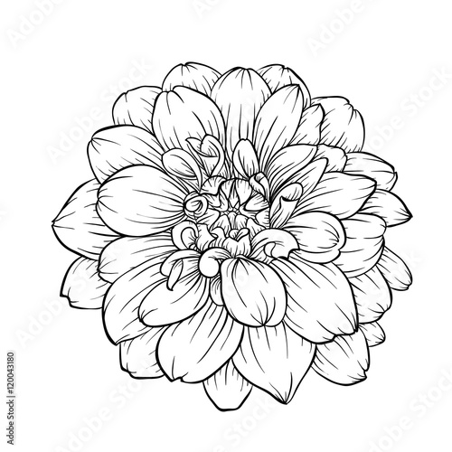 Fototapeta Naklejka Na Ścianę i Meble -  black and white dahlia flower isolated on background.