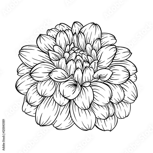 Fototapeta Naklejka Na Ścianę i Meble -  black and white dahlia flower isolated on background.