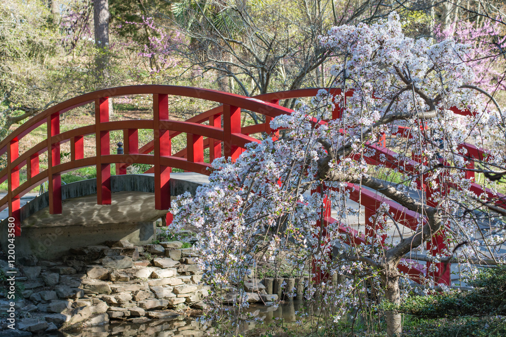 Cherry blossoms and an arched red bridge within a Japanese garden. Picture originated from Sarah P. Duke gardens in Durham, North Carolina.