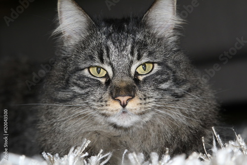 Main Coon Siam Mischung Katze im Teppich