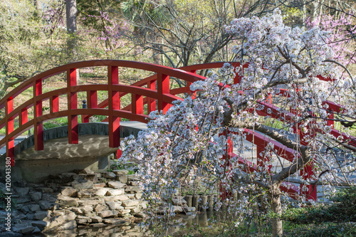 Obraz na płótnie Cherry blossoms and an arched red bridge within a Japanese garden. Picture originated from Sarah P. Duke gardens in Durham, North Carolina. w salonie