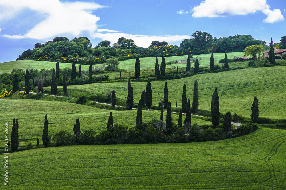Naklejka premium Val d'Orcia landscape