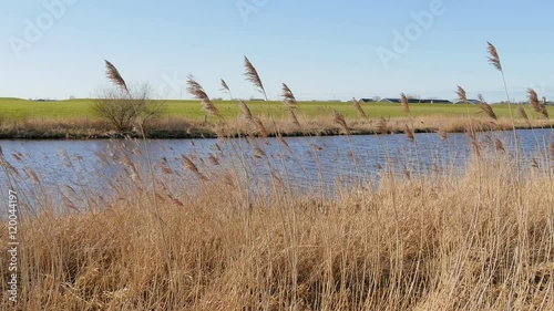 Camera pan of river with reed on the banks Reitdiep Netherlands
 photo