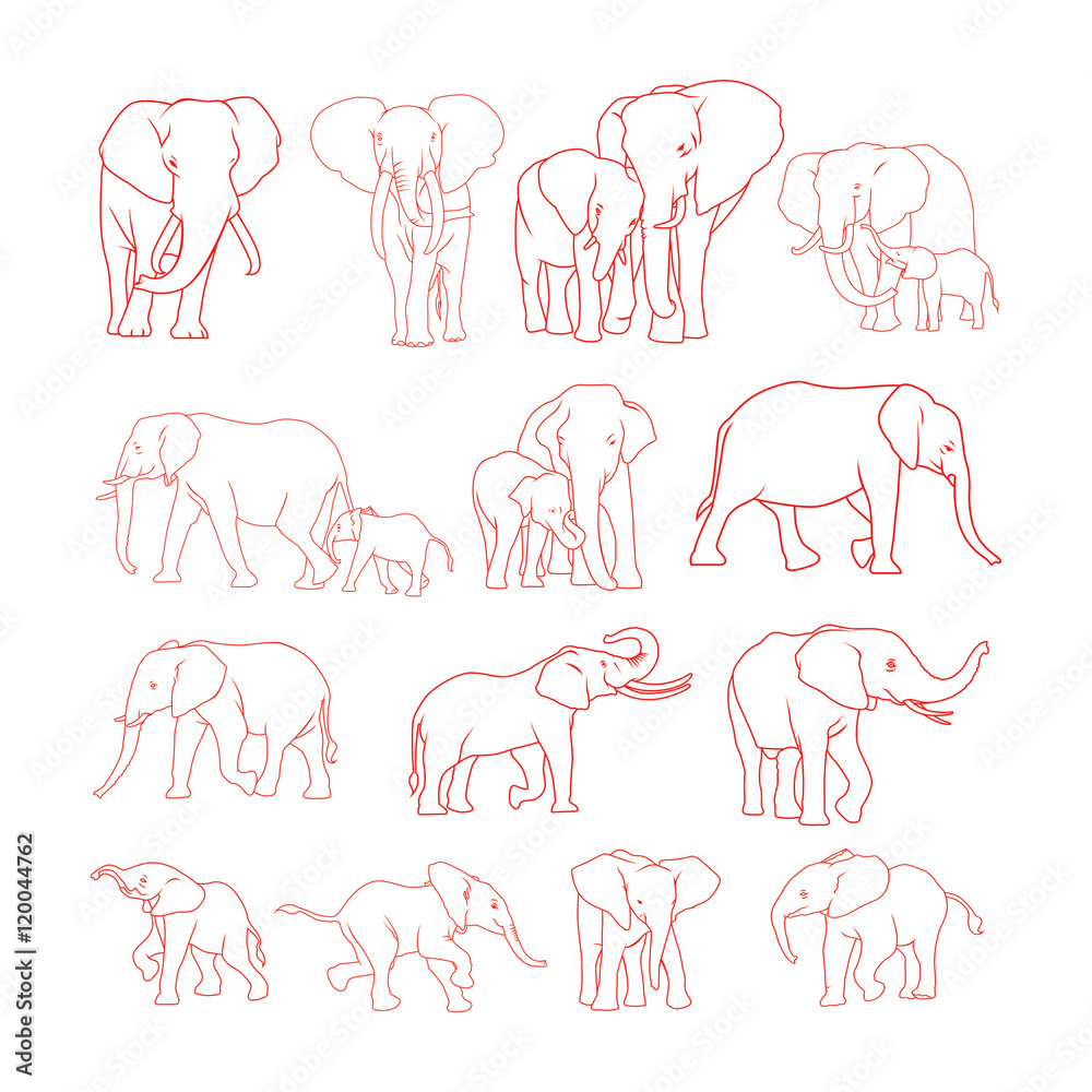Fototapeta premium Elephant outline
