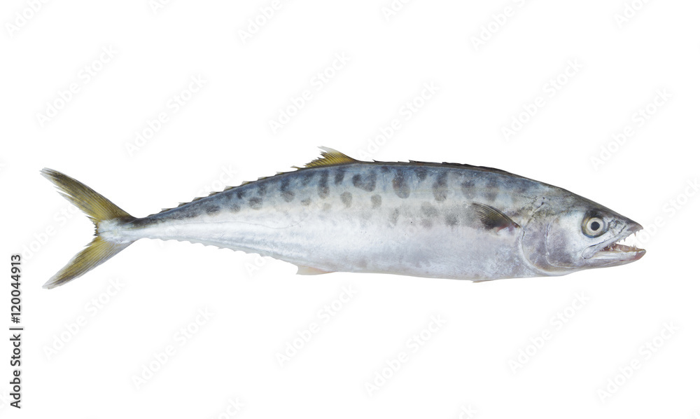 Doublespotted queenfish or talang isolated on the white background Doublespotted queenfish or talang isolated on the white background