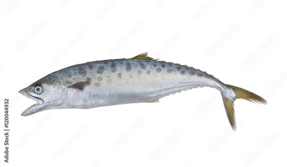 Doublespotted queenfish or talang isolated on the white background Doublespotted queenfish or talang isolated on the white background