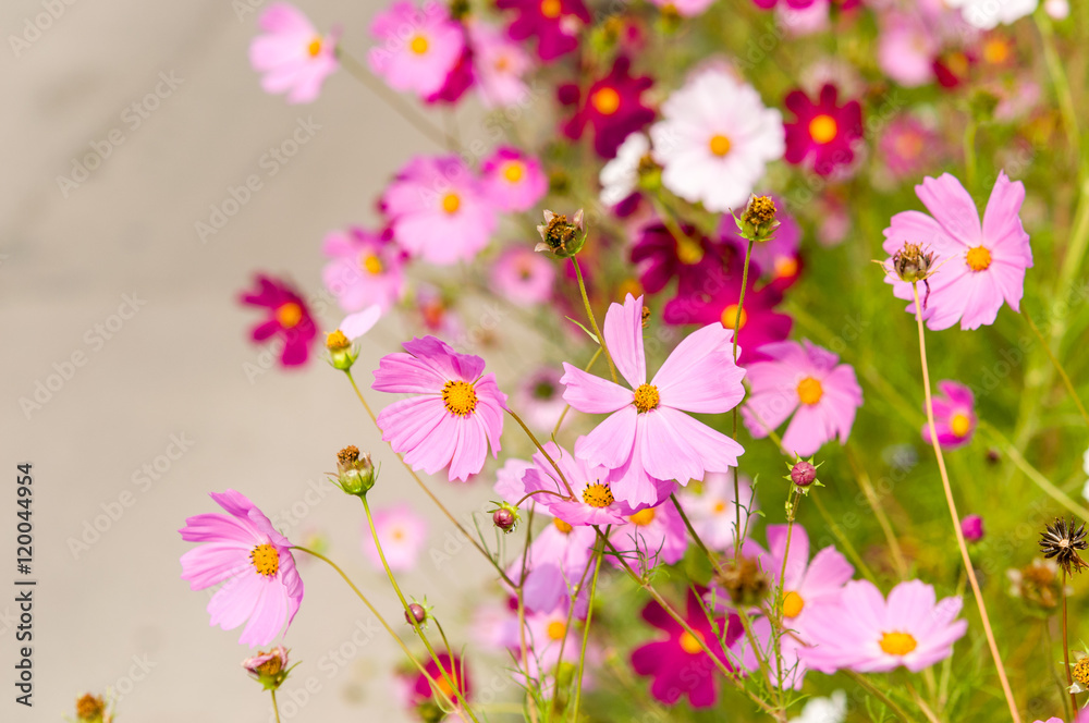 Cosmos flowers blooming in the garden Cosmos flowers blooming in the garden