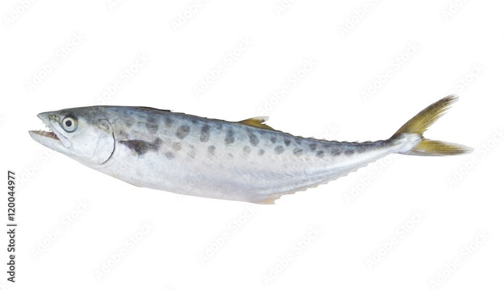Doublespotted queenfish or talang isolated on the white background Doublespotted queenfish or talang isolated on the white background