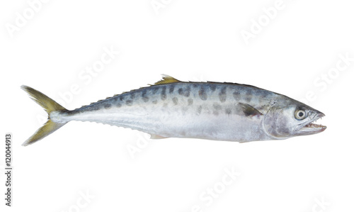 Bild auf Leinwand Doublespotted queenfish or talang isolated on the white background