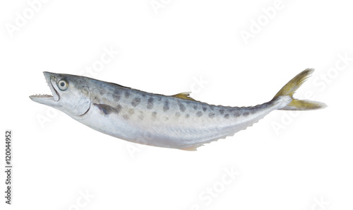 Doublespotted queenfish or talang isolated on the white background photo