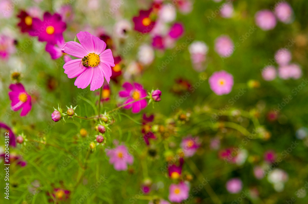 Cosmos flowers blooming in the garden Cosmos flowers blooming in the garden