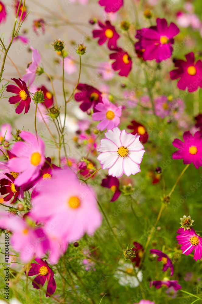 Cosmos flowers blooming in the garden Cosmos flowers blooming in the garden