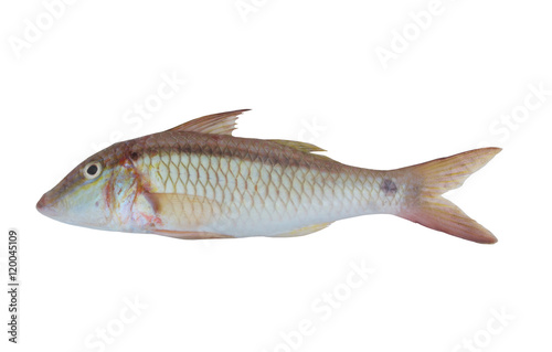 Goldsaddle goatfish isolated on white background, Parupeneus cyclostomus