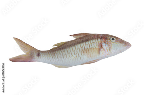 Goldsaddle goatfish isolated on white background, Parupeneus cyclostomus