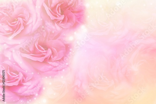 romantic roses flower in soft vintage background with copy space for valentine and weeding day 
