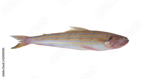 Snakefish isolated on white background, Trachinocephalus myops