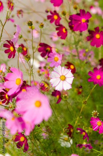 Cosmos flowers blooming in the garden © Svetoslav Radkov
