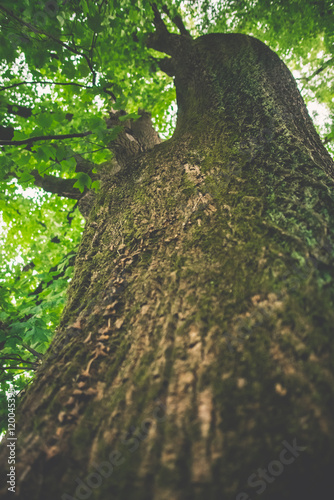 Close up of a tree trunk