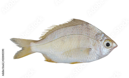 Whipfin silverbiddy fish isolated on white background, Gerres filamentosa
