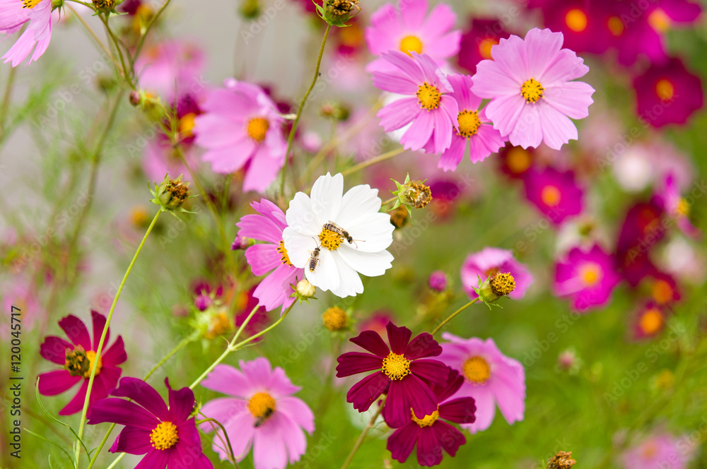 Cosmos flowers blooming in the garden Cosmos flowers blooming in the garden