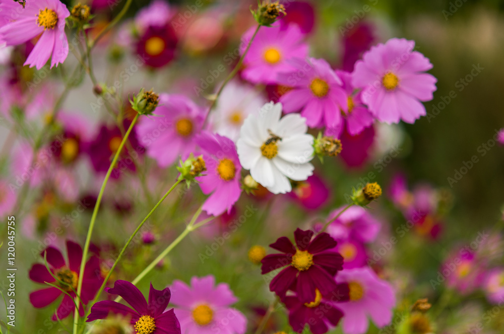Cosmos flowers blooming in the garden Cosmos flowers blooming in the garden
