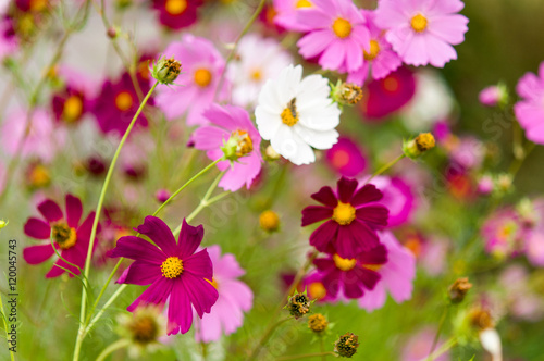 Cosmos flowers blooming in the garden