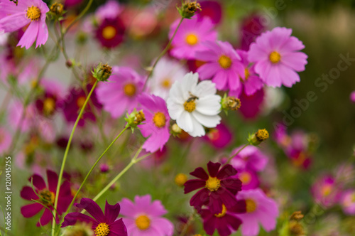 Cosmos flowers blooming in the garden