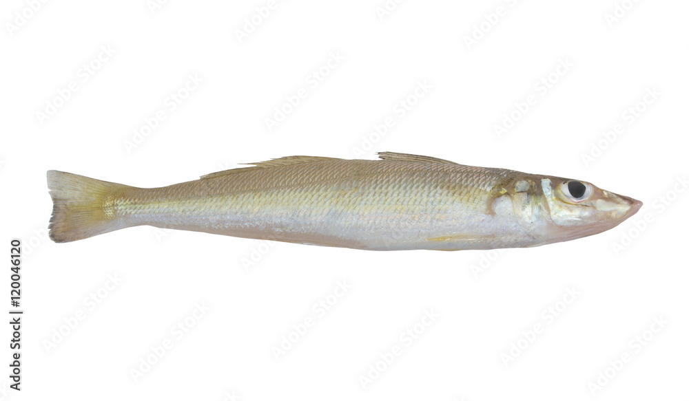Trumpeter sillago fish isolated on white background, Sillago maculata