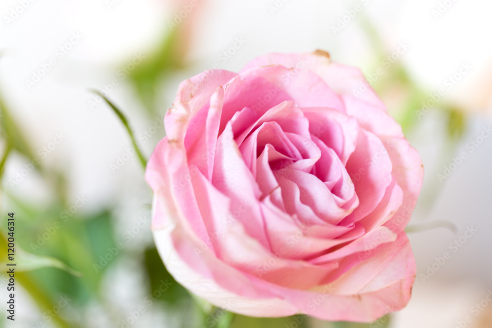 Fototapeta premium Vintage Roses blur focus for background . Flower rose by pastel