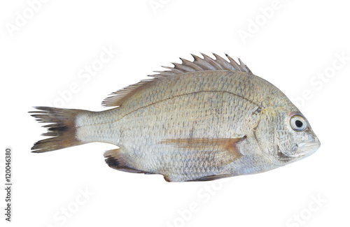 Picnic seabream fish isolated on white background, Sparus berda