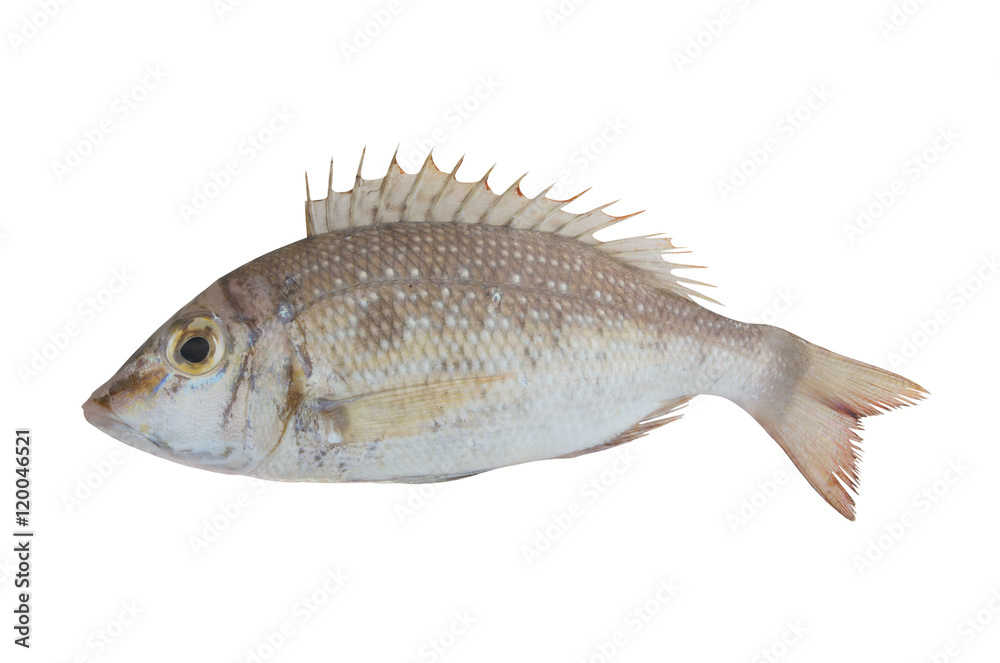 Fototapeta premium Emperor fish isolated on white background