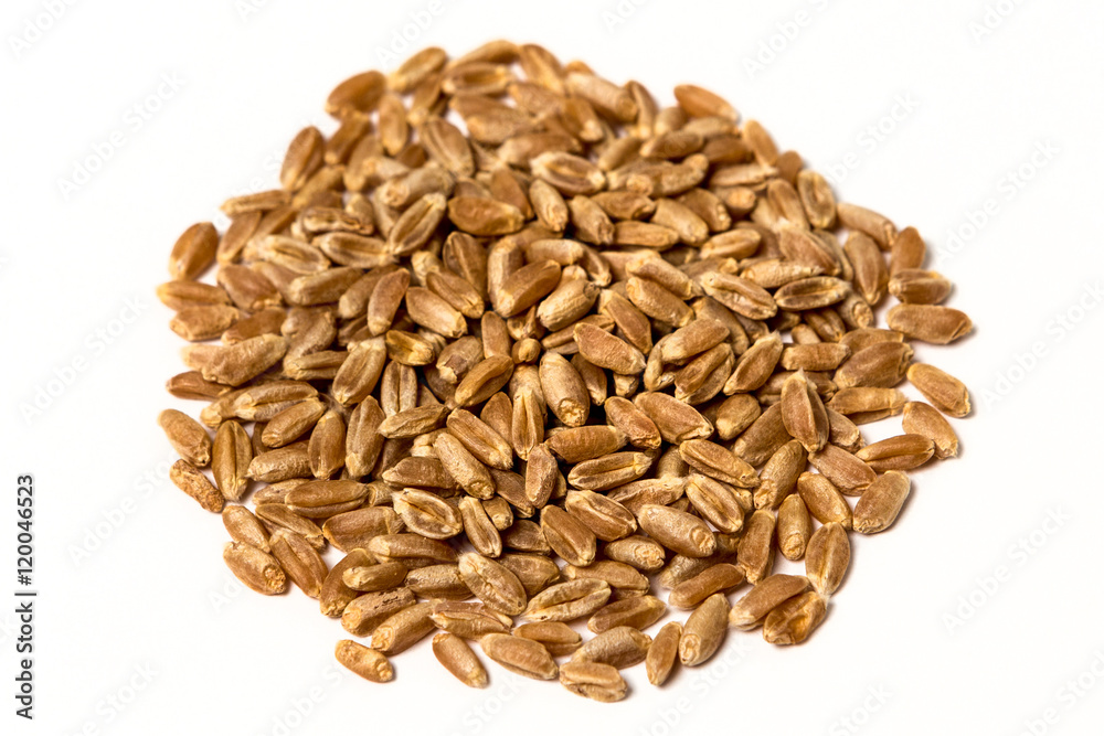 Wheat berry kernel isolated on white Wheat berry kernel isolated on white