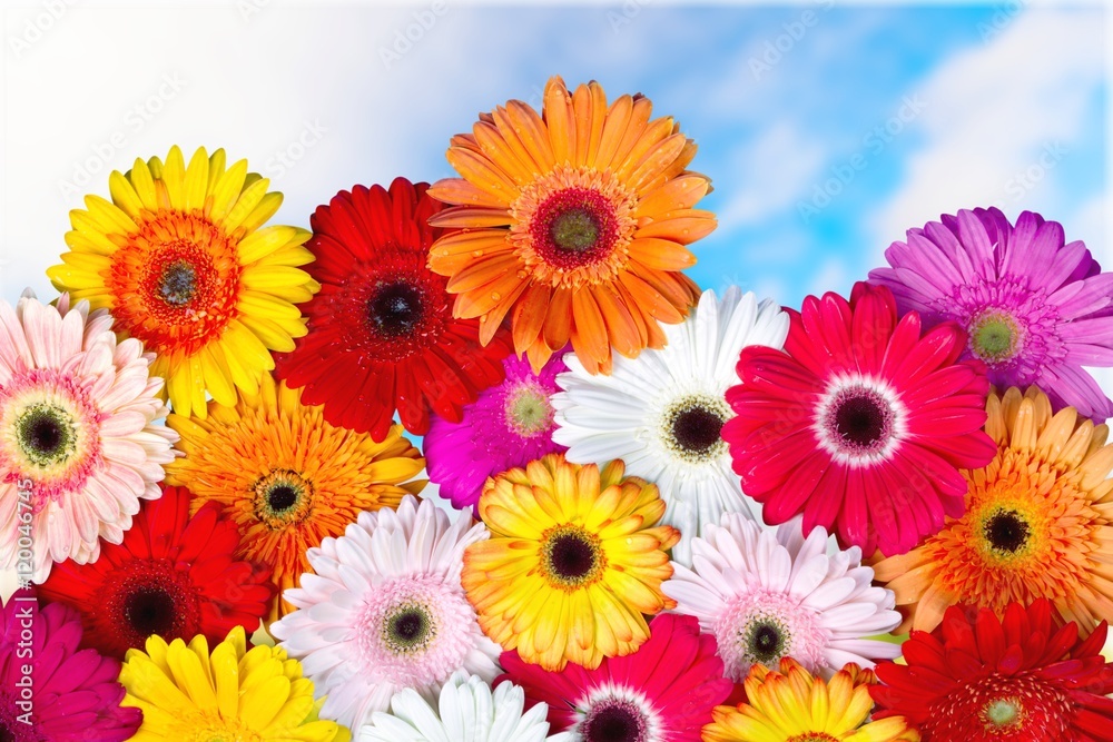 Flower. Flower.