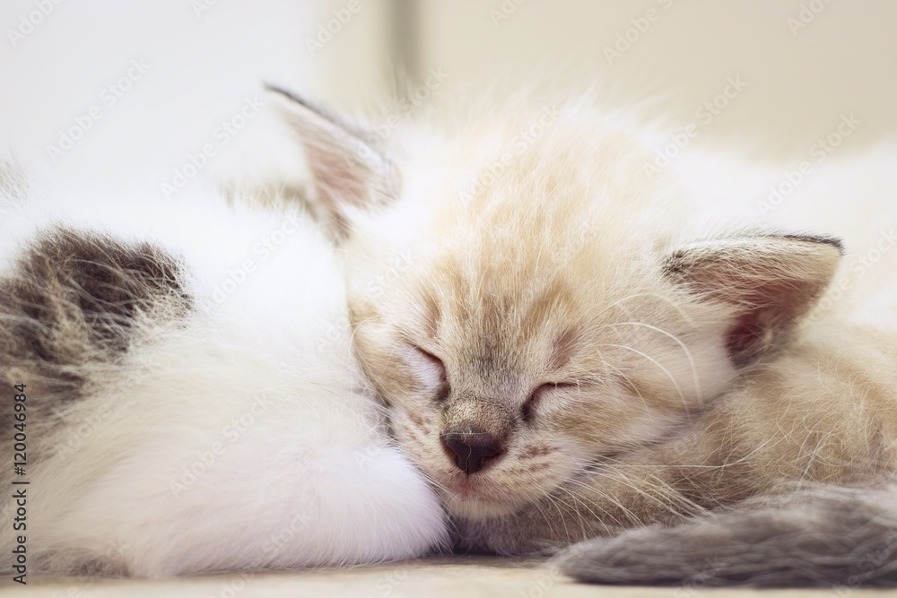Cute kitten little baby cat is sleeping