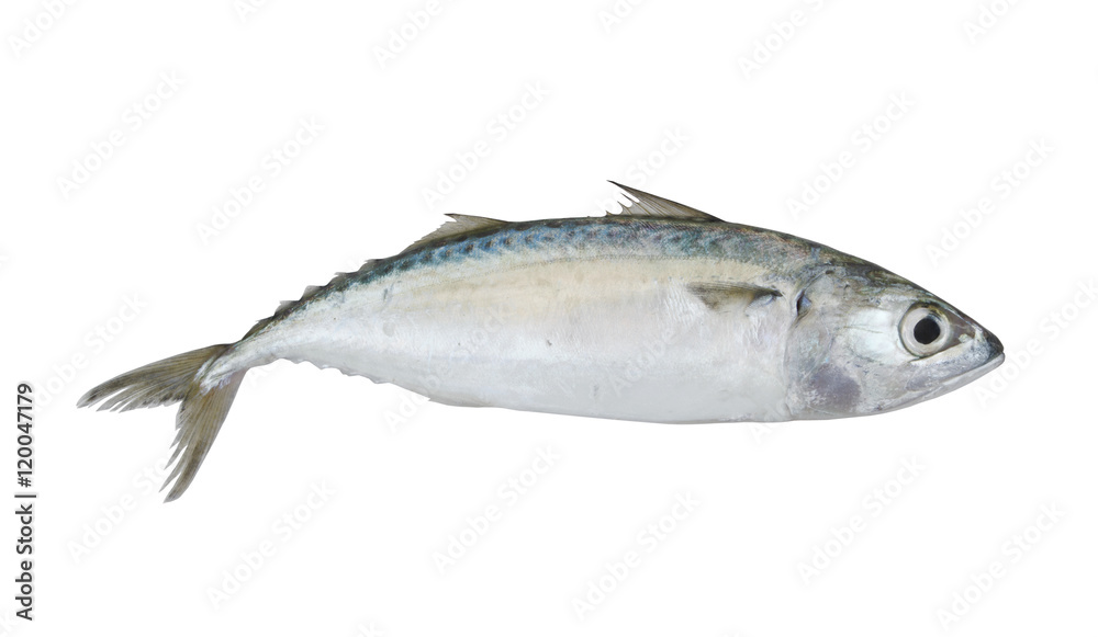 Chub mackerel fish isolated on the white background Chub mackerel fish isolated on the white background