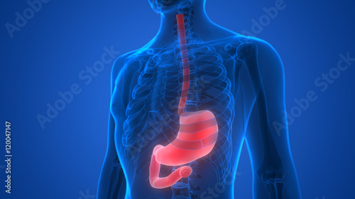 Human Body Organs (Stomach Anatomy)